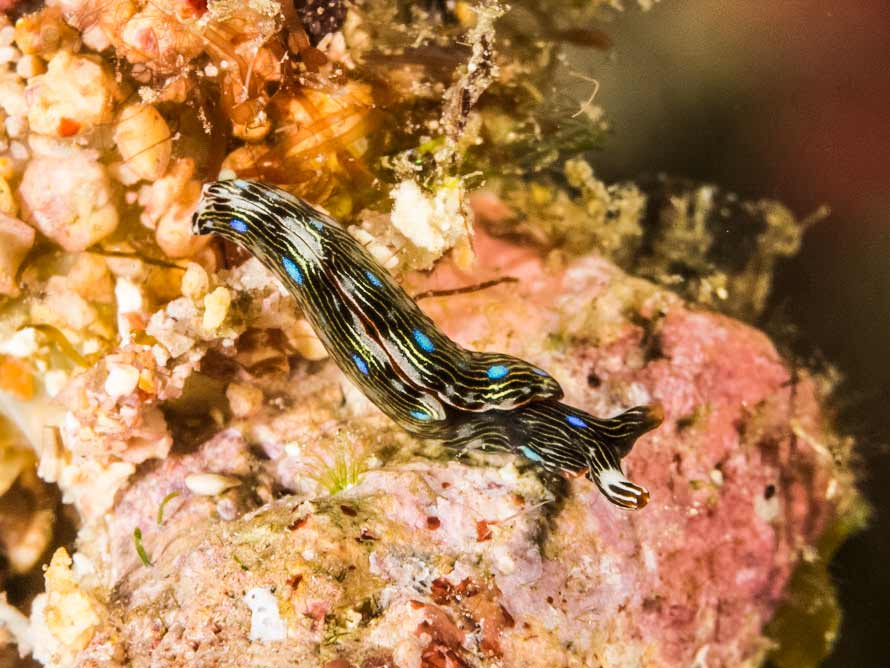 Thuridilla gracilis